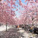 ���� Ilia, ���������, 73 ���� - ��������� 5 ������� 2013 � ������ �Stockholm�