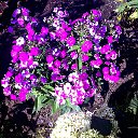 ����� "������ ��� ���" �� ������� ���� ����������