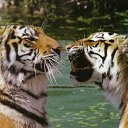 ���� �������, ���� - ��������� 13 ������ 2013 � ������ �Leo�