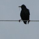 ���� ����, �����������, 38 ��� - ��������� 17 �������� 2013 � ������ �������