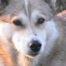 ������, ���������, 57 ���