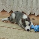 ��� ������
 �� ������� ���� ����������