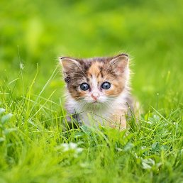 �������, ����, 50 ���