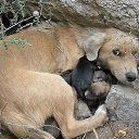  , , 71  -  15  2014     ...