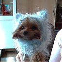 ����� �� ������� ���� ����������