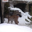  D.s., , 38  -  2  2013   17  2013, , 