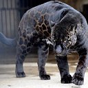 ���� ������, ���������, 52 ���� - ��������� 28 ������� 2013 � ������ ���� ����������