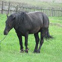 ���� ����, �����������, 38 ��� - ��������� 17 �������� 2013 � ������ �������