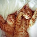 ���� ����, ����, 43 ���� - ��������� 5 ������� 2013