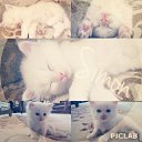 ���� �, �������, 42 ���� - ��������� 15 ������ 2014 � ������ ���� ����������