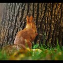 � ������ �������� ���: http://qpecc.gallery.ru/watch?ph=G87-e1dcI �� ������� �Zoo�