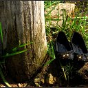  Nata Li Legata,  -  12  2013   ,  )