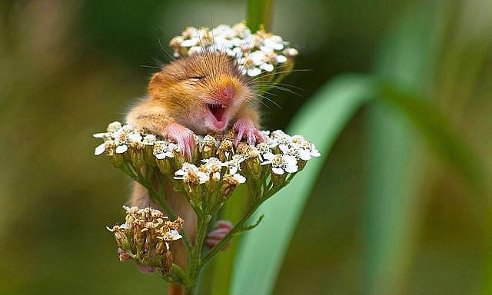   ,    -  !!!!!    ... !!!...)))