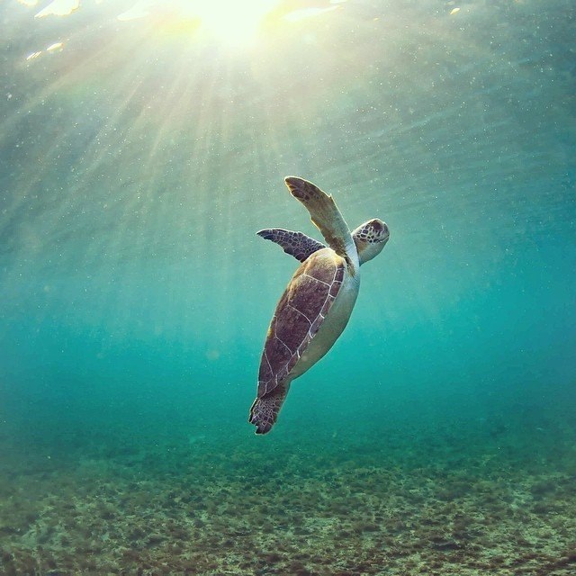    . #animal@travel.blog