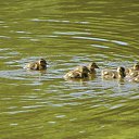 ���� �������, ����, 54 ���� - ��������� 18 ��� 2014 � ������ ����������