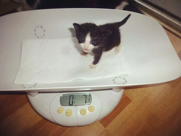      ,   ,      :3