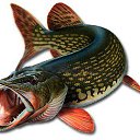 ���� ���������, ������-������, 54 ���� - ��������� 11 ���� 2014