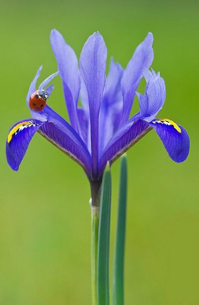 В белоснежном платье, как снежинка, То ли в гости, то ли в отчий дом, Шла девчонка вьющейся ... - 7