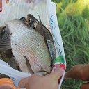 ���� ��������, ����������, 43 ���� - ��������� 18 ���� 2014 � ������ ���� ����������