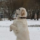 ���� ������, �����-���������, 51 ��� - ��������� 17 ��� 2014