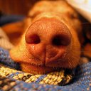  Gelya   20, , 57  -  18  2014    