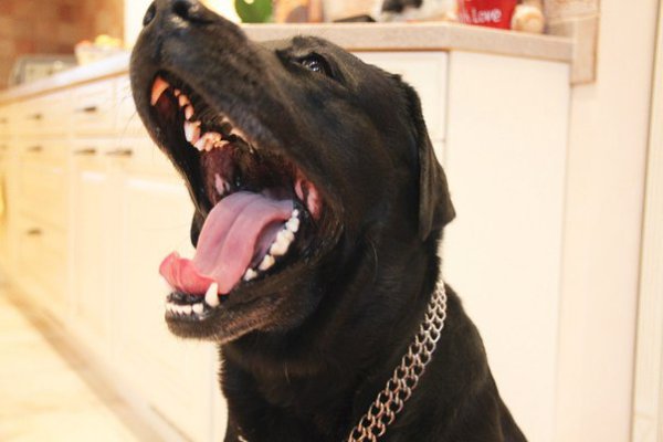 Бессмертный вопрос — «А ваша собака кусается?».Для тех, кто уже не знает, что бы такого ответить…• ...