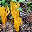 ���� ��������, ��������, 45 ��� - ��������� 16 ������� 2014 � ������ ������ ����