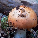 ���� �����, �����, 64 ���� - ��������� 6 ��� 2014 � ������ ������������ ������