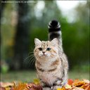 ���� ����, �������, 32 ���� - ��������� 30 ����� 2014 � ������ ���� ����������