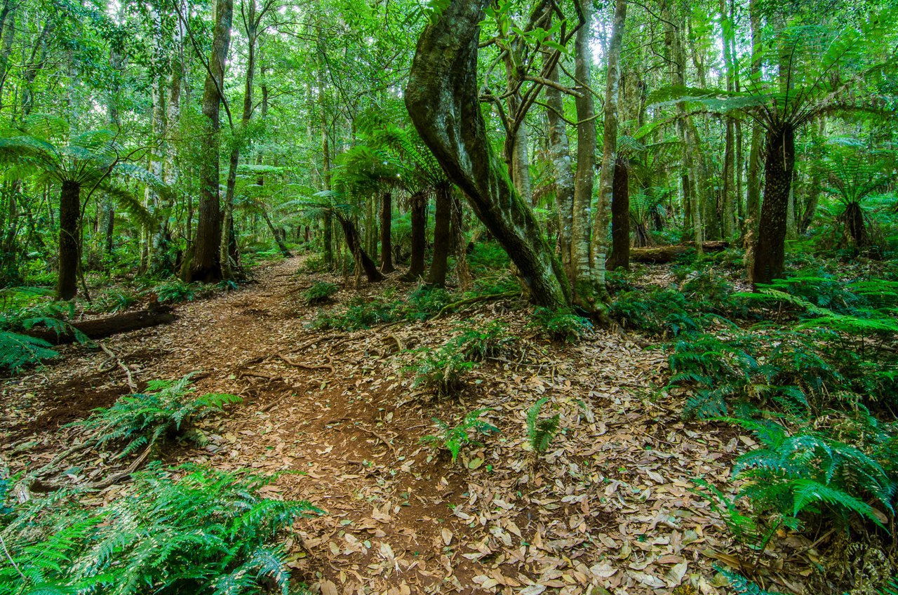     (Blue Mountains National Park).