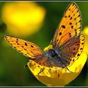 ���� �����, ������, 51 ��� - ��������� 9 ��� 2014