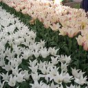 ���� Milla, ������ - ��������� 8 ��� 2014 � ������ ���� ����������