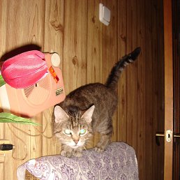 ���� �����, ���������, 69 ��� - ��������� 22 ���� 2014