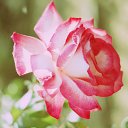 ���� ������� ����, ������ - ��������� 24 ���� 2014 � ������ ���� ����������