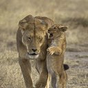 ���� Svetlana, ������ - ��������� 8 ������� 2014