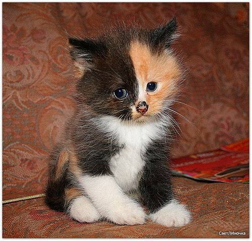 �����������..... �������� � � � � � � � !!!!!!!!!!