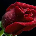  Tatjana, , 61  -  24  2014    