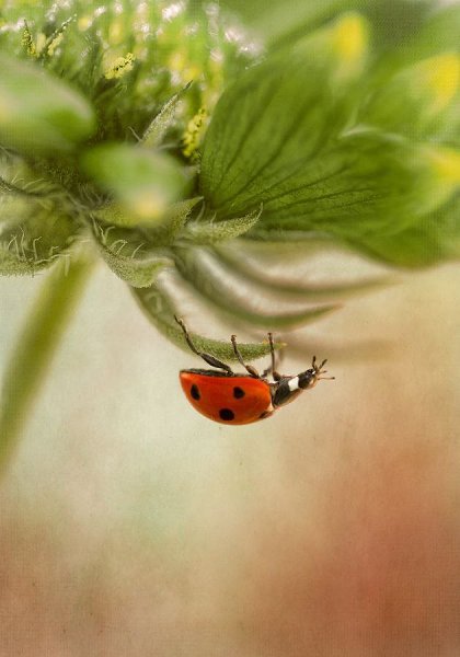 В белоснежном платье, как снежинка, То ли в гости, то ли в отчий дом, Шла девчонка вьющейся ... - 8