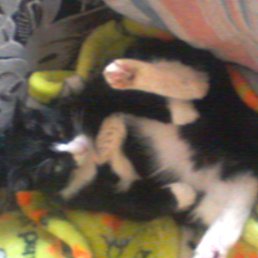 �����, ������������, 37 ���