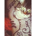 Cat   Instagram