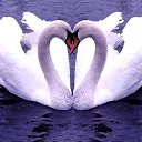 ��������� �������� �� ������� ���� ����������