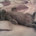 ���� Dzknauf, ������, 37 ��� - ��������� 10 ������� 2014 � ������ ��������