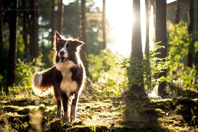 .•°Dogs Forever°•. - 3 августа 2014 в 23:08