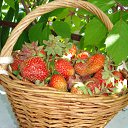 ���� �������, ����, 73 ���� - ��������� 15 ������� 2014 � ������ ������ ��������