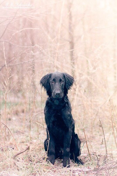 .•°Dogs Forever°•. - 3  2014  22:57