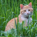 ���� �� �����