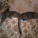 ������� ��� �� ������� ���� ����������