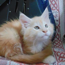 ������, ������, 38 ���