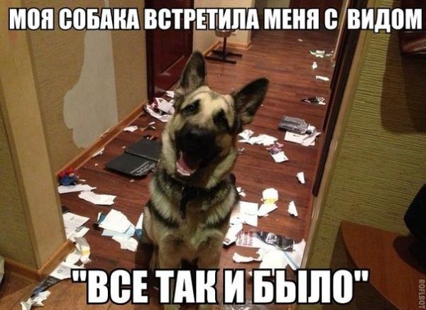 .•°Dogs Forever°•. - 10 августа 2014 в 15:10