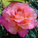   ,  -  25  2014    !!!